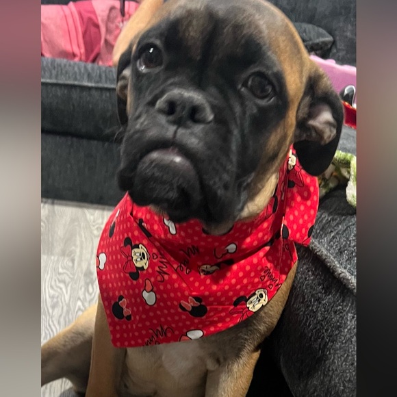 Meet your Posher, Anna - Picture 3 of 3